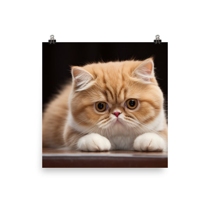 Exotic Shorthair Photo paper poster - PosterfyAI.com