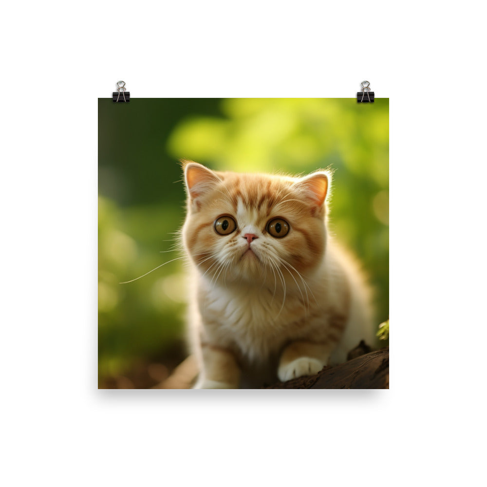 Exotic Shorthair Photo paper poster - PosterfyAI.com