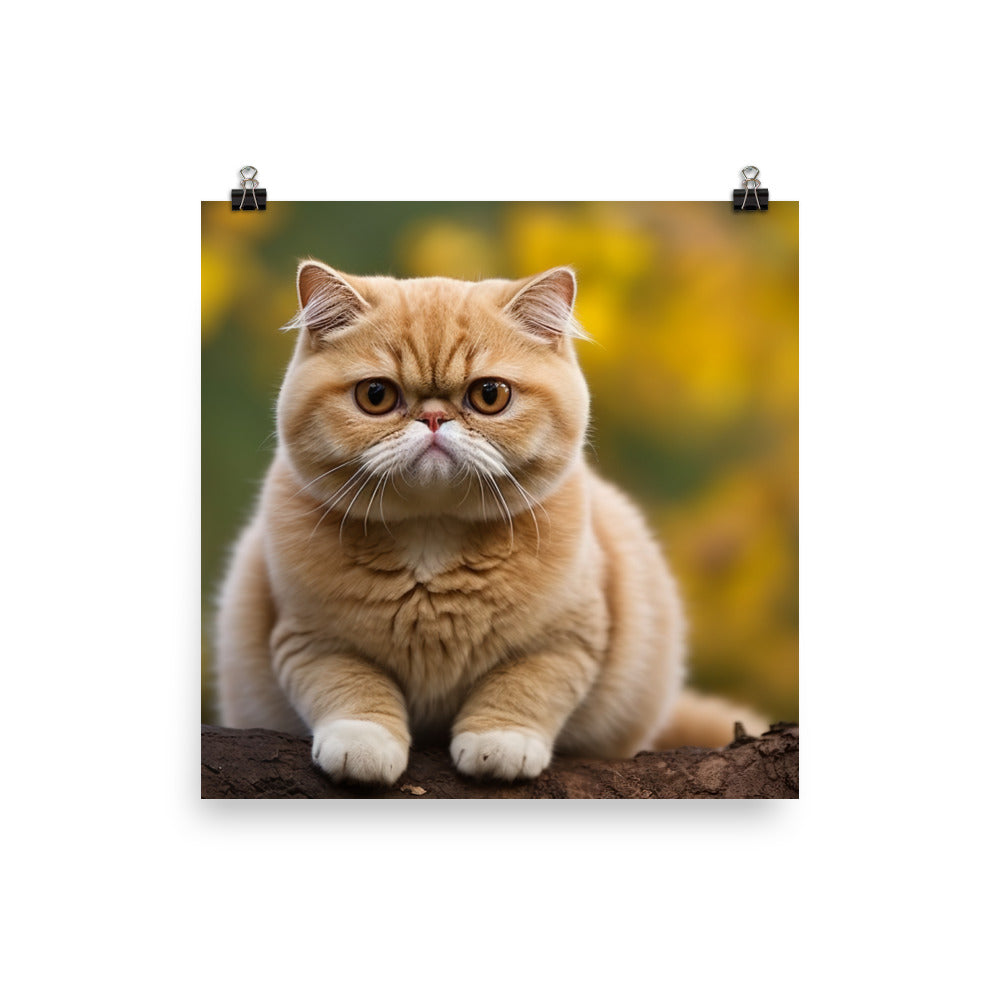 Exotic Shorthair Photo paper poster - PosterfyAI.com