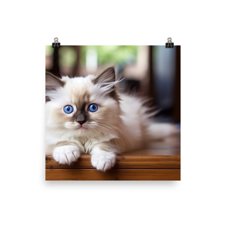 Ragdoll Photo paper poster - PosterfyAI.com