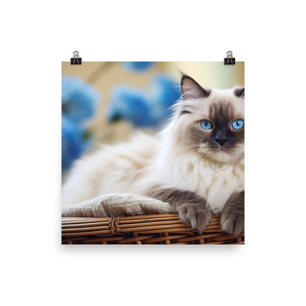 Ragdoll Photo paper poster - PosterfyAI.com