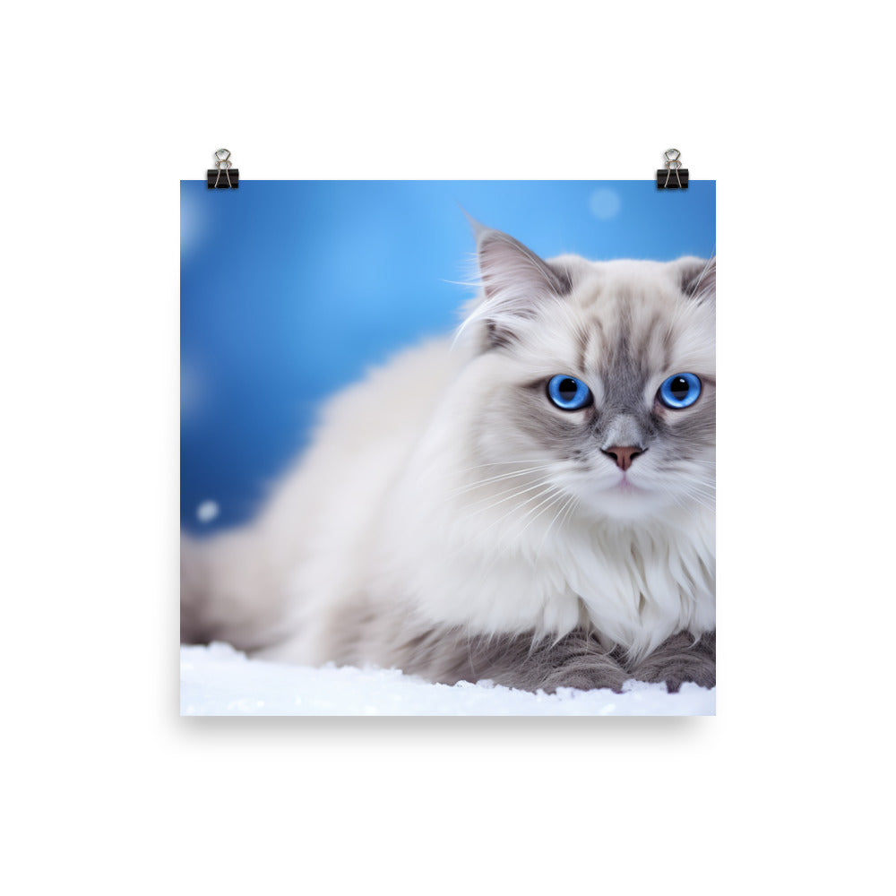 Ragdoll Photo paper poster - PosterfyAI.com