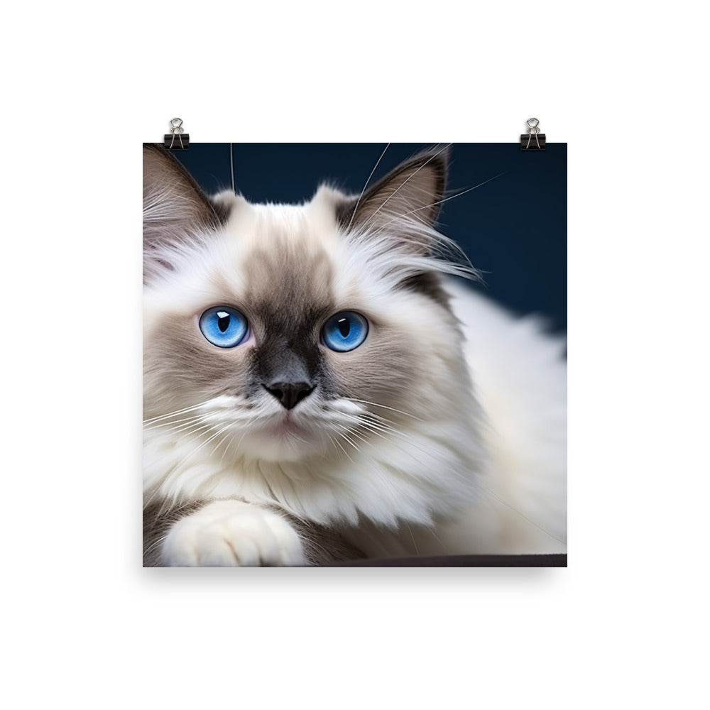 Ragdoll Photo paper poster - PosterfyAI.com