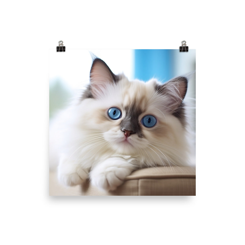 Ragdoll Photo paper poster - PosterfyAI.com