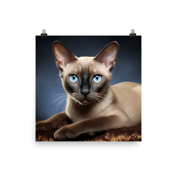 Tonkinese Photo paper poster - PosterfyAI.com