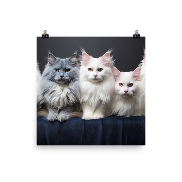 Turkish Angora Photo paper poster - PosterfyAI.com