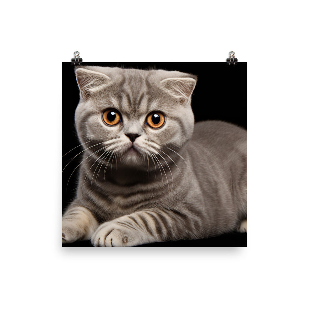 Scottish Fold Photo paper poster - PosterfyAI.com