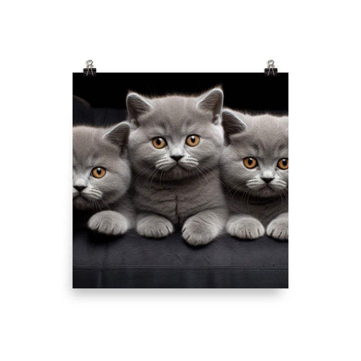 British Shorthair Photo paper poster - PosterfyAI.com