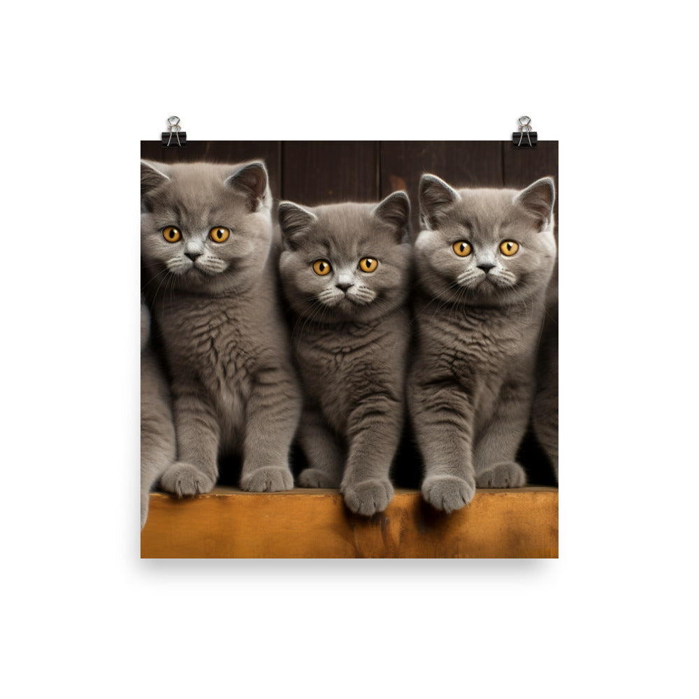 British Shorthair Photo paper poster - PosterfyAI.com