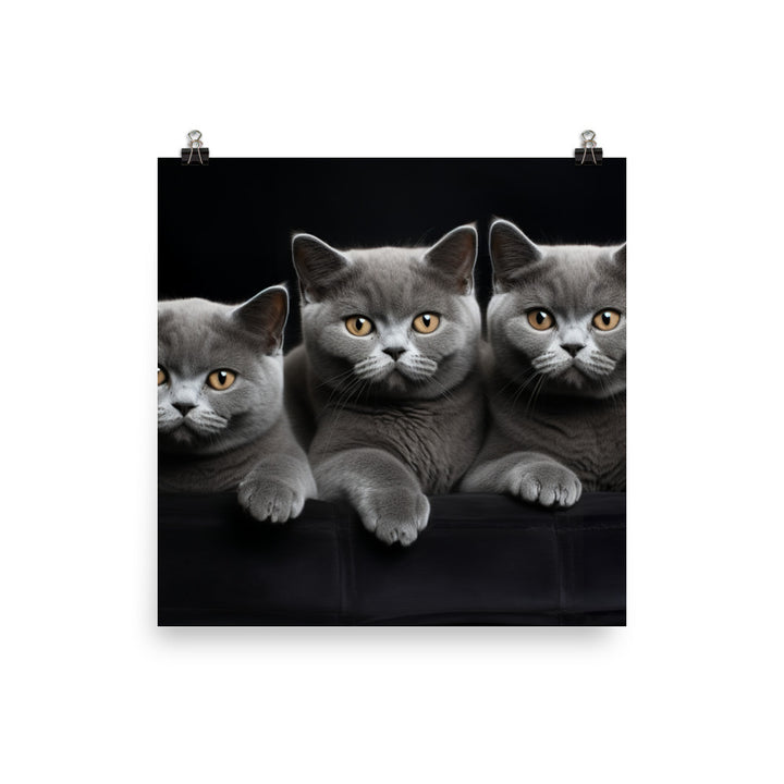 British Shorthair Photo paper poster - PosterfyAI.com