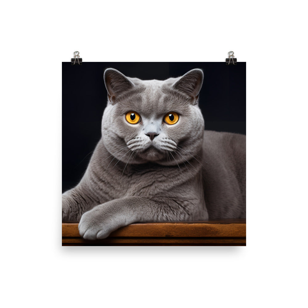 British Shorthair Photo paper poster - PosterfyAI.com