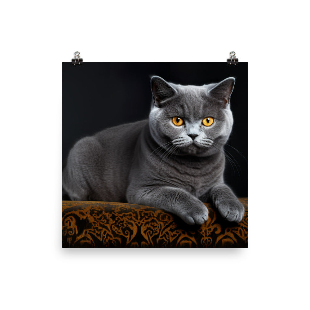 British Shorthair Photo paper poster - PosterfyAI.com