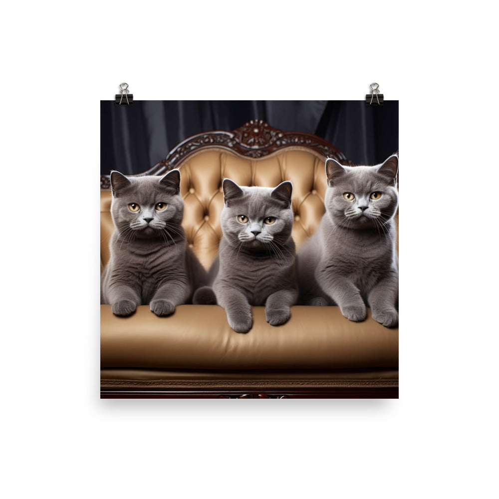 British Shorthair Photo paper poster - PosterfyAI.com