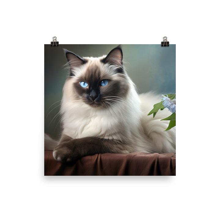 Birman Photo paper poster - PosterfyAI.com