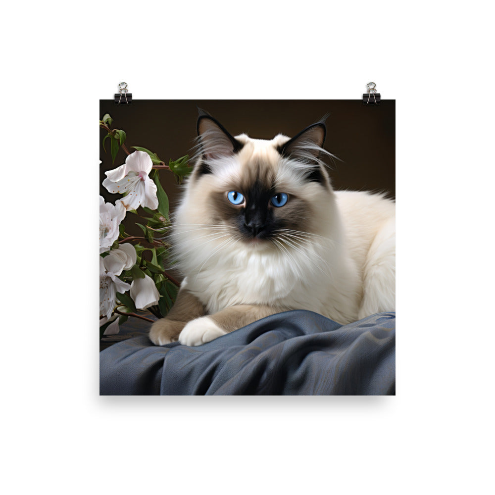 Birman Photo paper poster - PosterfyAI.com