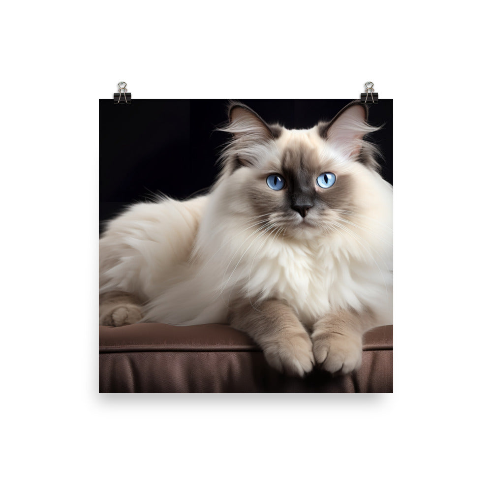 Birman Photo paper poster - PosterfyAI.com