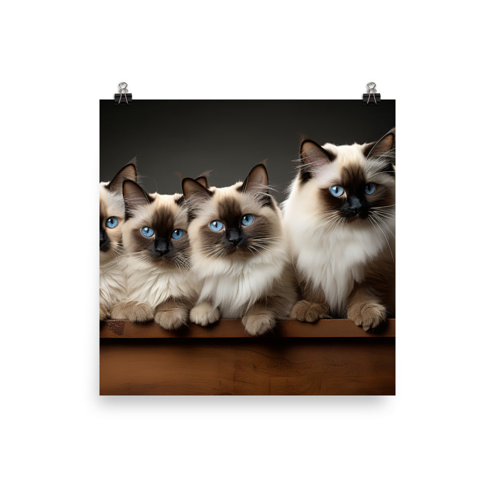 Birman Photo paper poster - PosterfyAI.com