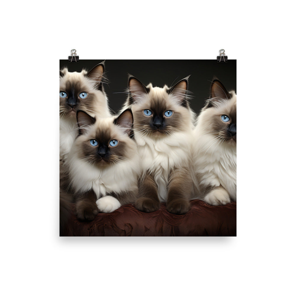 Birman Photo paper poster - PosterfyAI.com