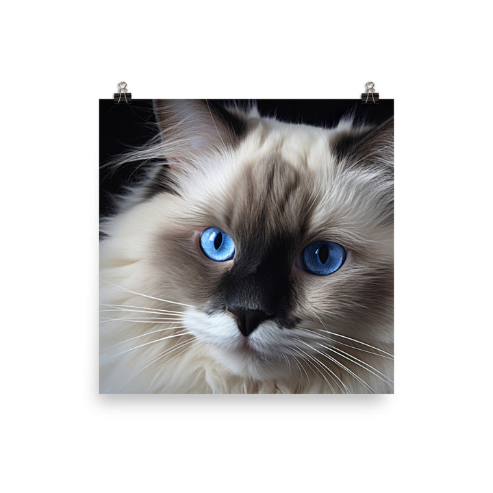 Birman Photo paper poster - PosterfyAI.com