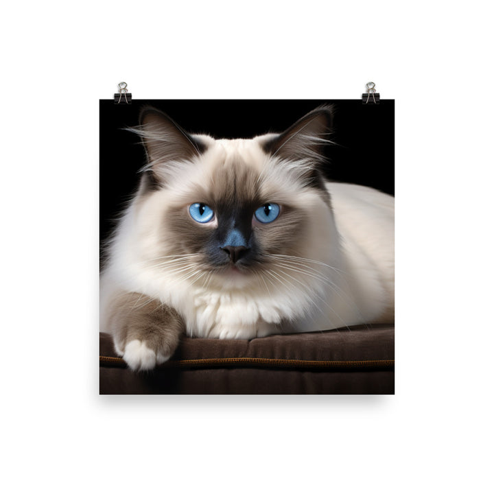 Birman Photo paper poster - PosterfyAI.com