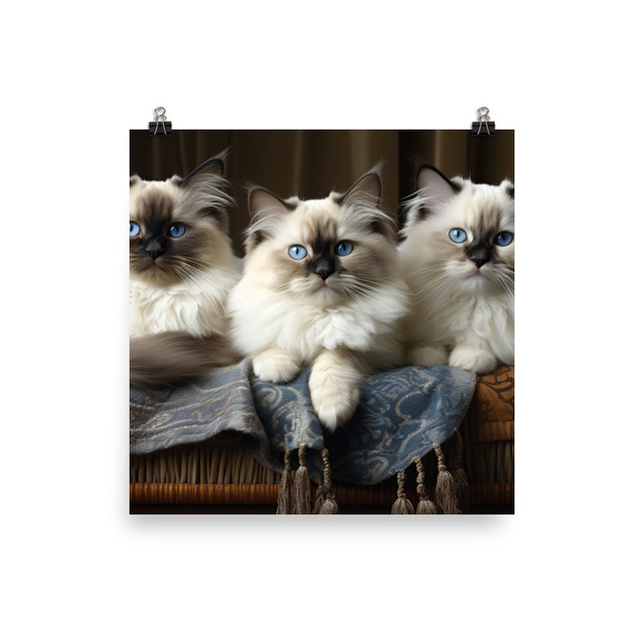 Birman Photo paper poster - PosterfyAI.com