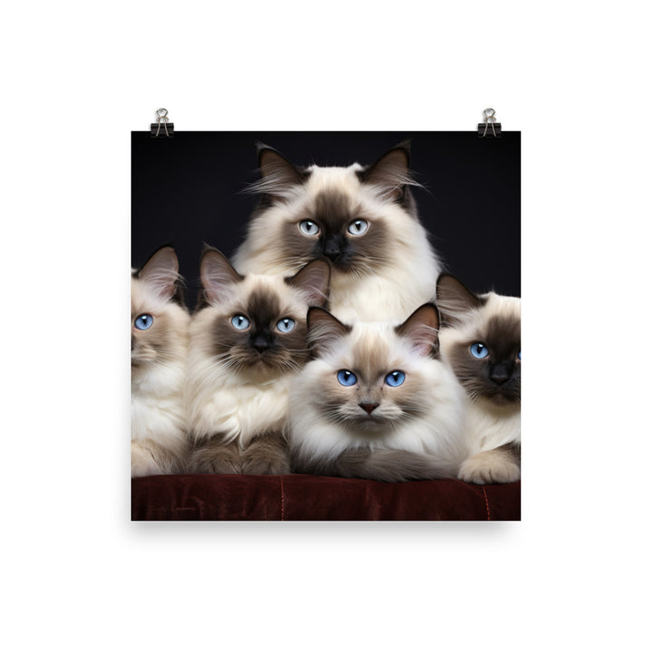 Birman Photo paper poster - PosterfyAI.com