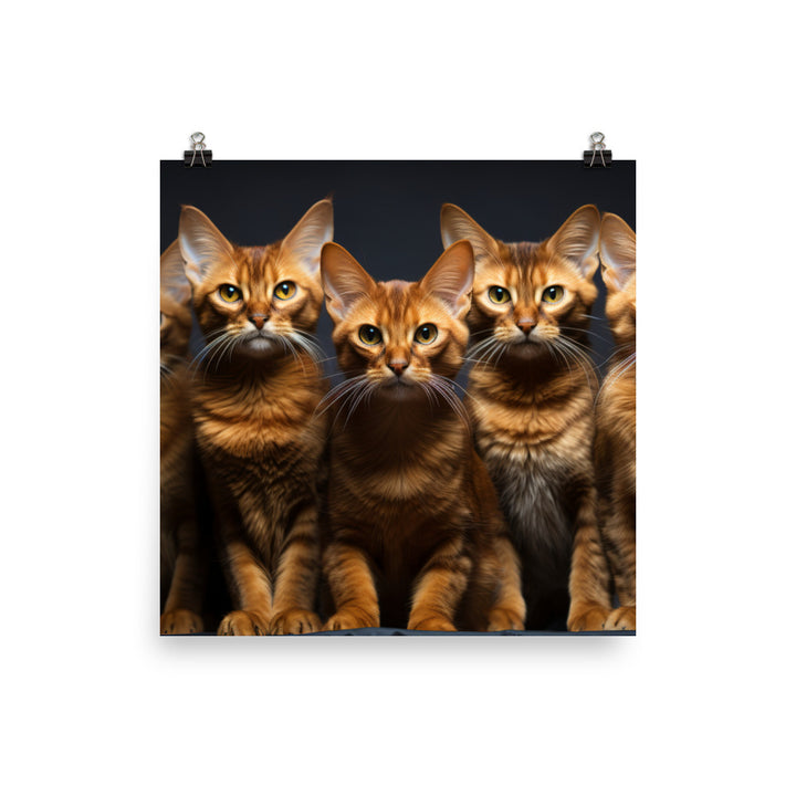 Abyssinian Photo paper poster - PosterfyAI.com