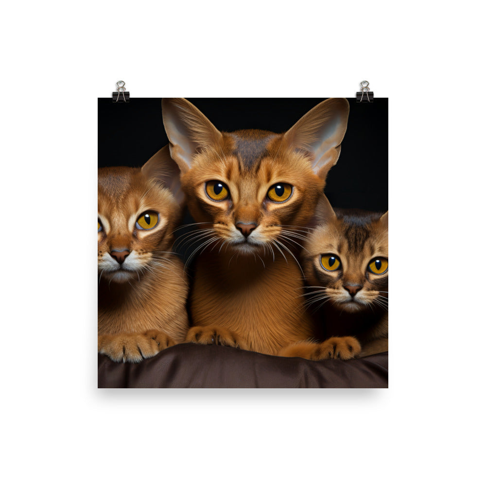 Abyssinian Photo paper poster - PosterfyAI.com