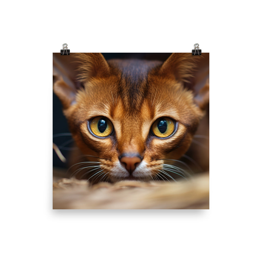 Abyssinian Photo paper poster - PosterfyAI.com