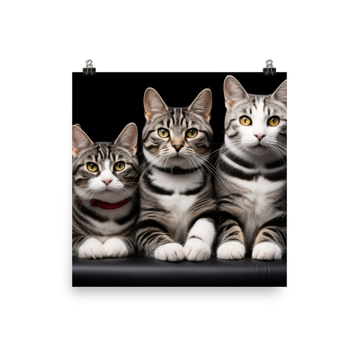 American Shorthair Photo paper poster - PosterfyAI.com