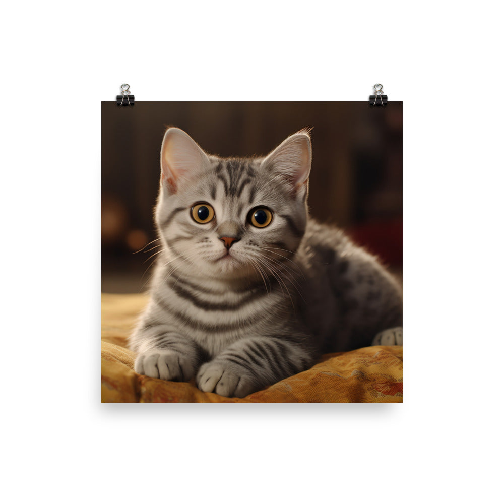 American Shorthair Photo paper poster - PosterfyAI.com