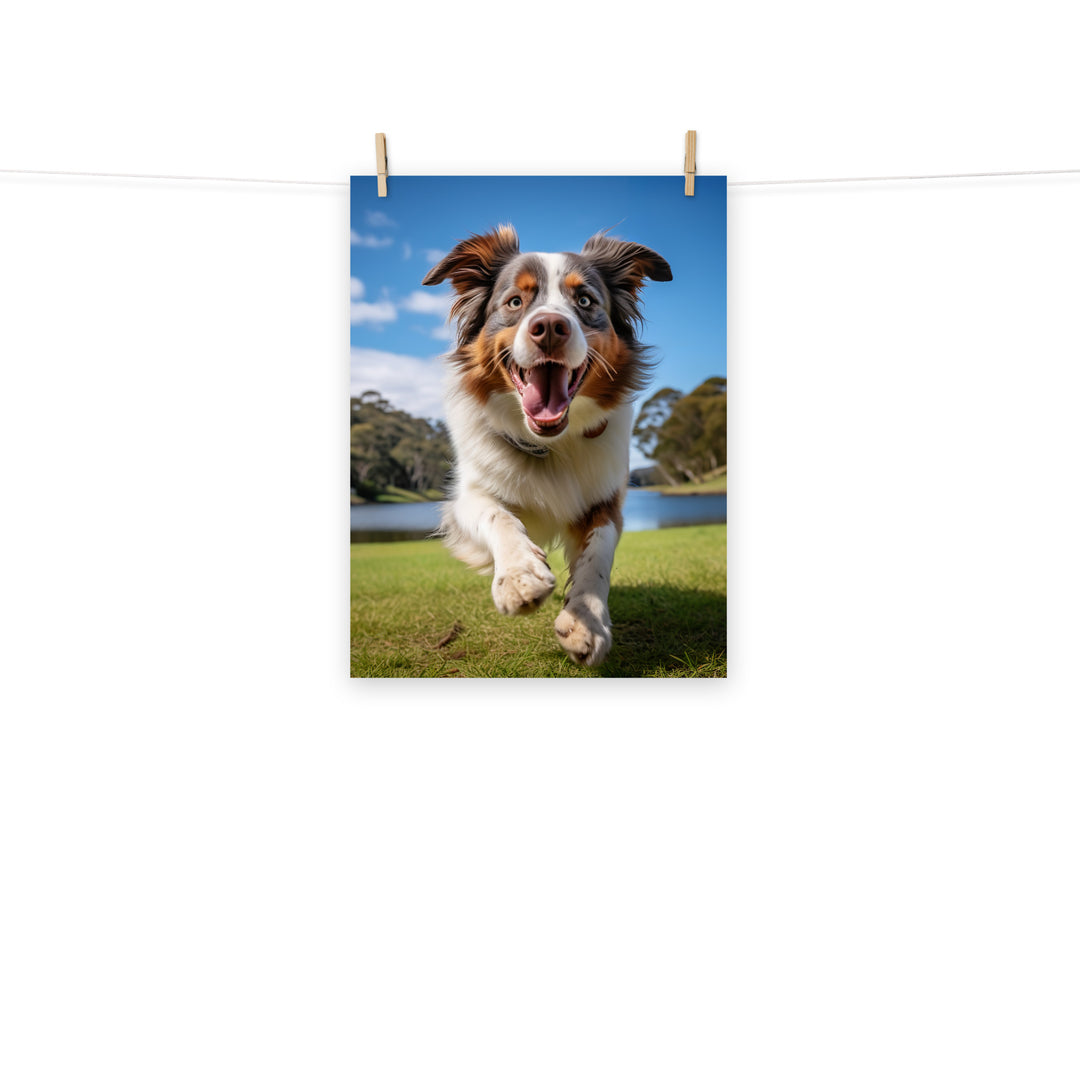 Australian Shepherd Photo paper poster - PosterfyAI.com