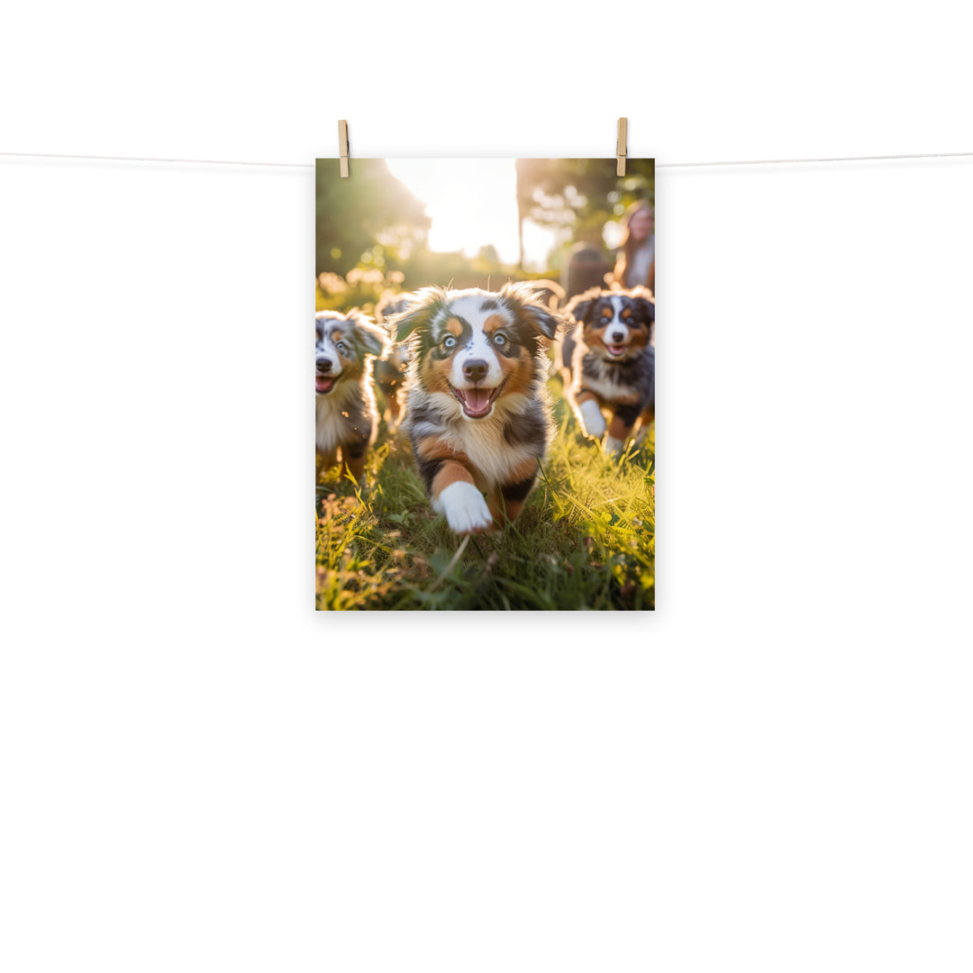 Australian Shepherd Photo paper poster - PosterfyAI.com