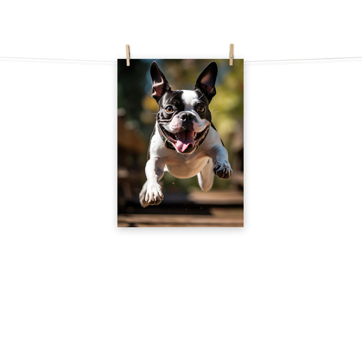 Boston Terrier Photo paper poster - PosterfyAI.com