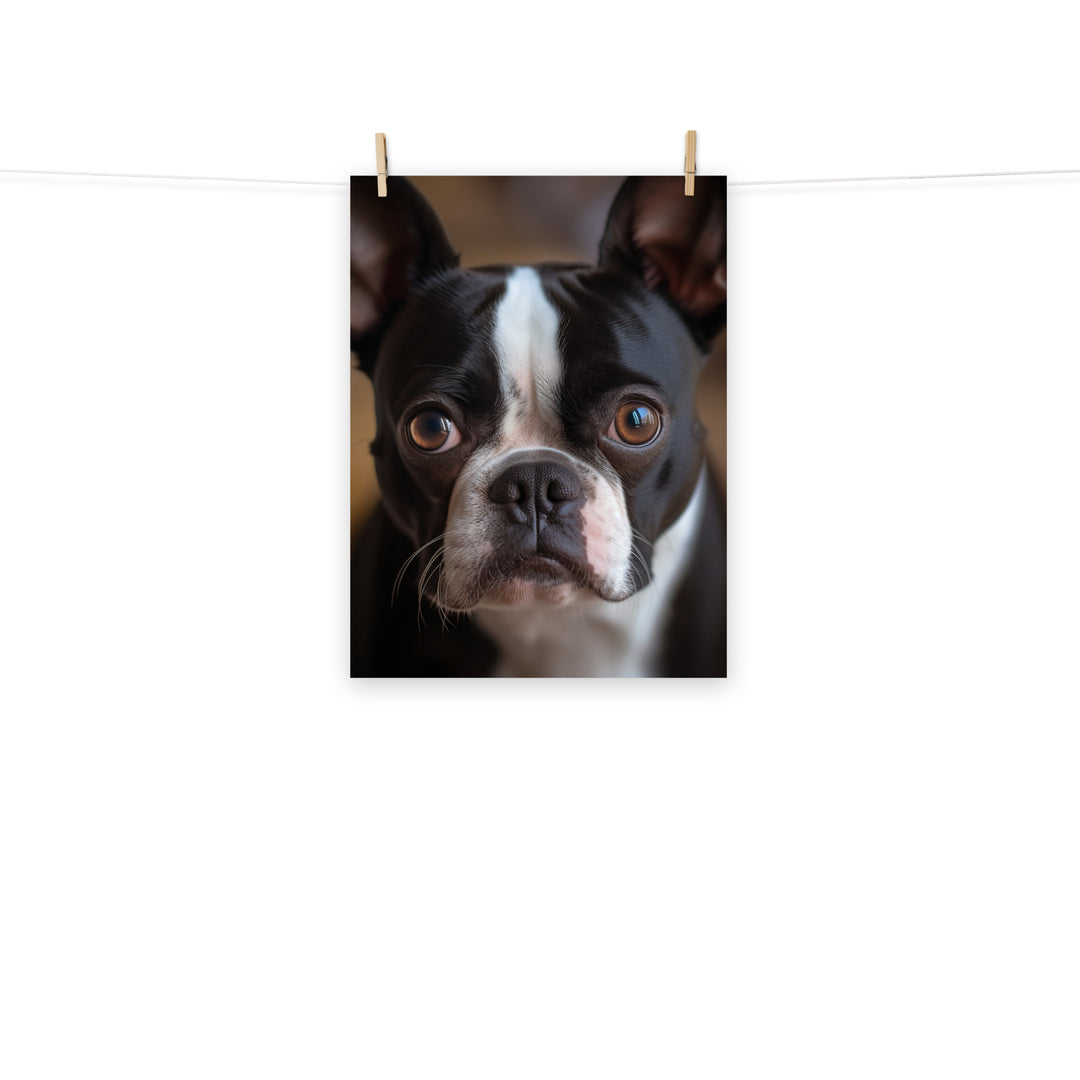 Boston Terrier Photo paper poster - PosterfyAI.com