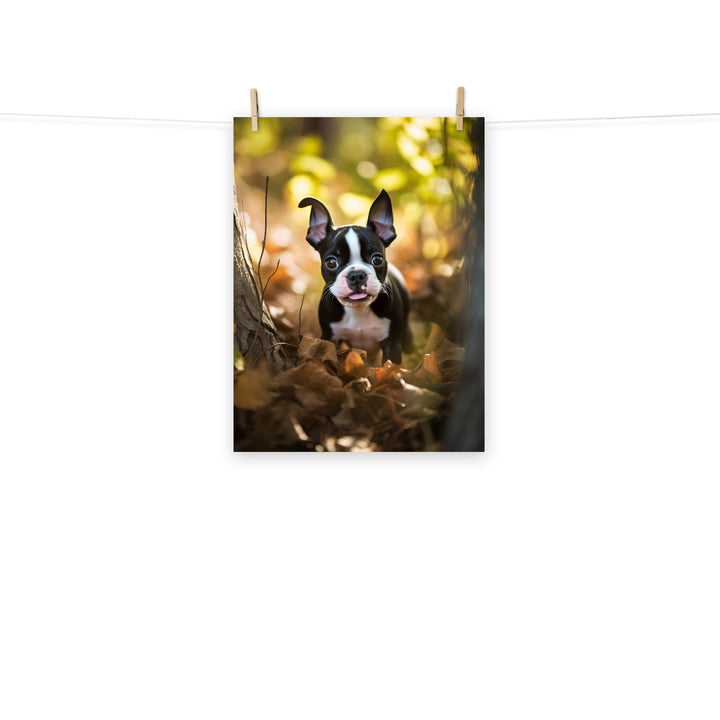 Boston Terrier Photo paper poster - PosterfyAI.com