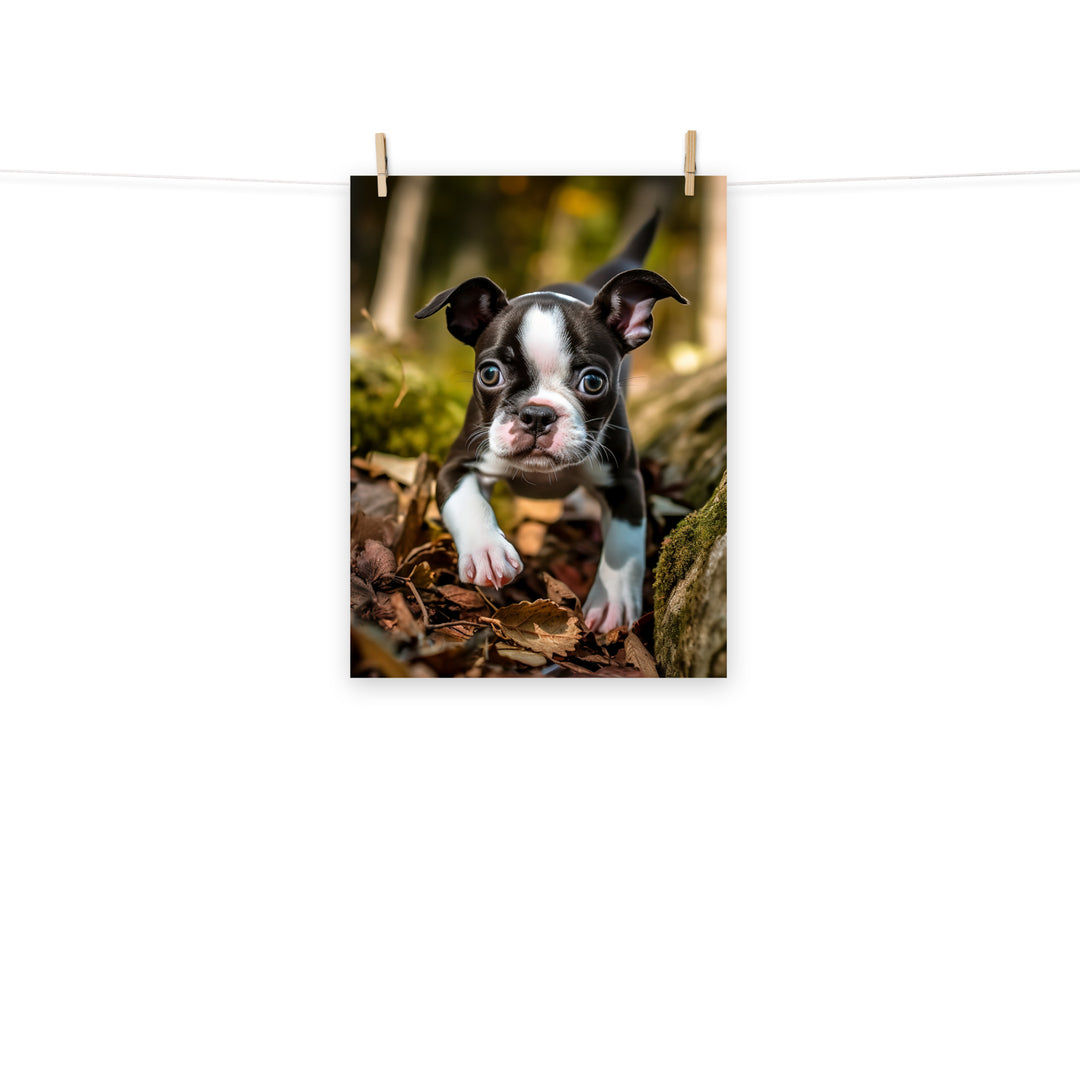 Boston Terrier Photo paper poster - PosterfyAI.com