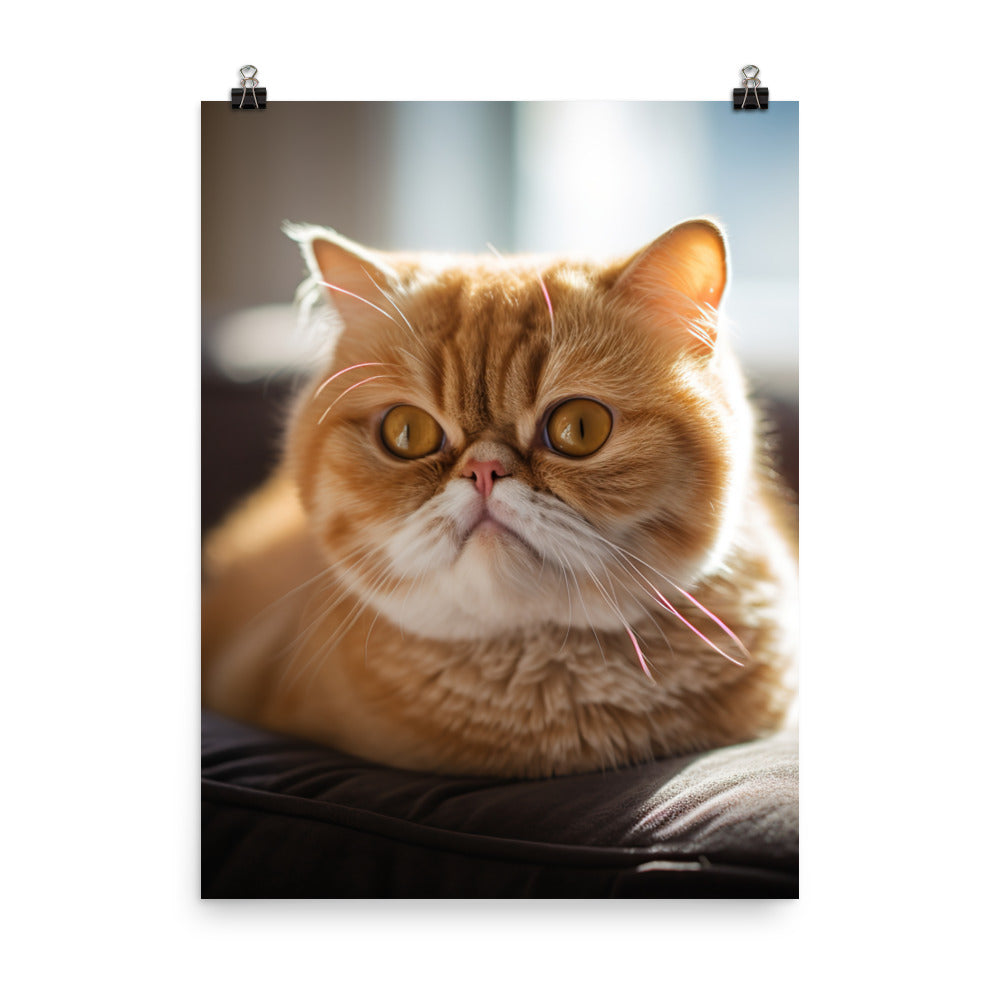 Exotic Shorthair Cat Photo paper poster - PosterfyAI.com