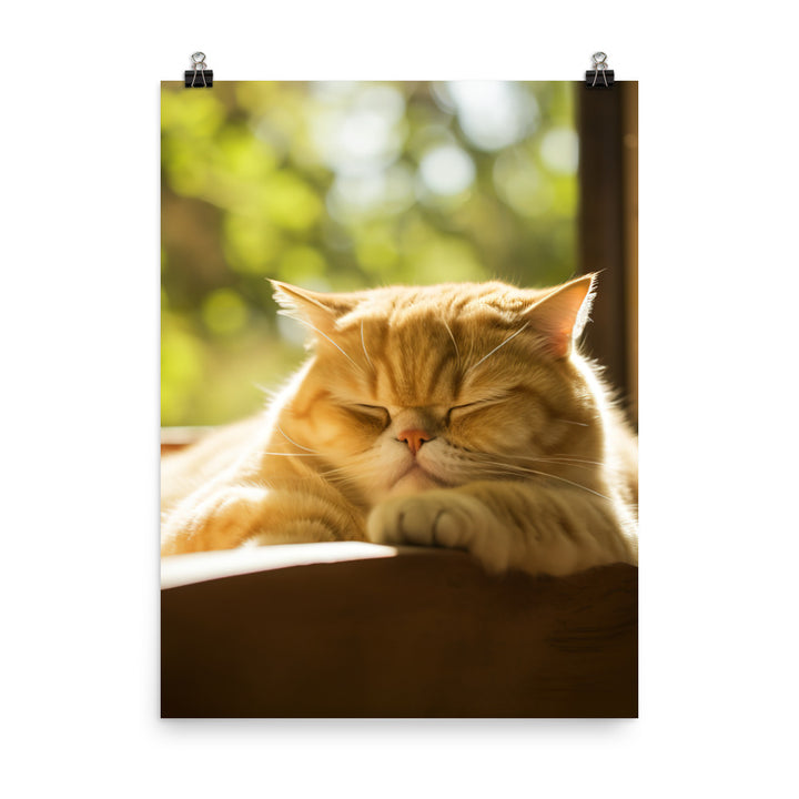 Exotic Shorthair Cat Napping Photo paper poster - PosterfyAI.com