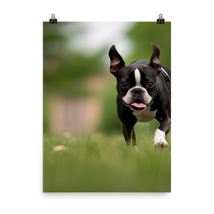 Spunky Boston Terrier in the Park Photo paper poster - PosterfyAI.com