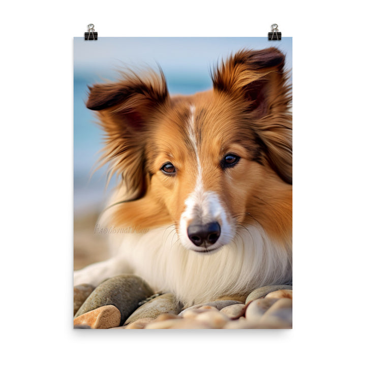 Shetland Sheepdog Relaxing on the Beach Photo paper poster - PosterfyAI.com