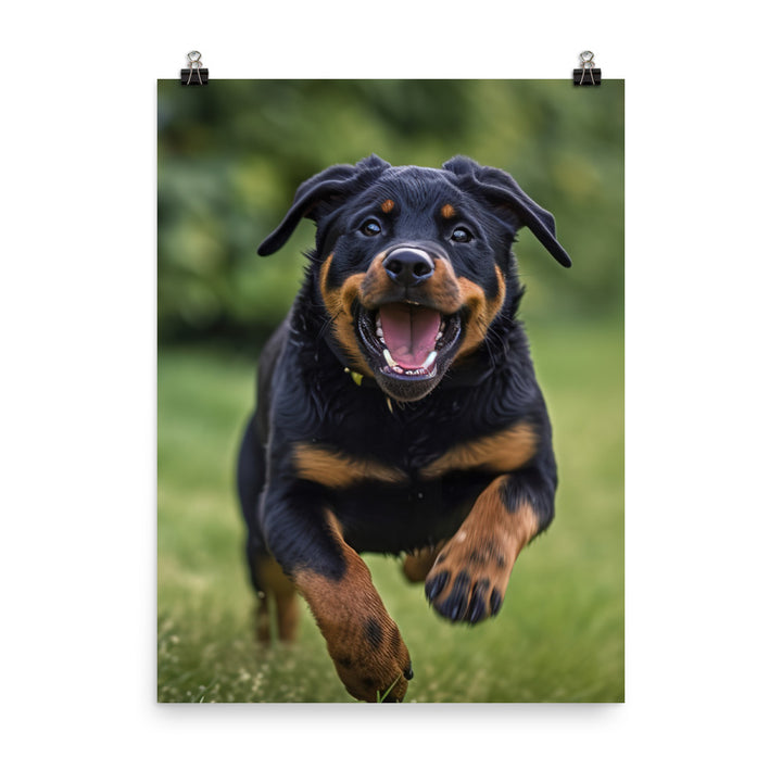 Rottweilers playful side in action Photo paper poster - PosterfyAI.com