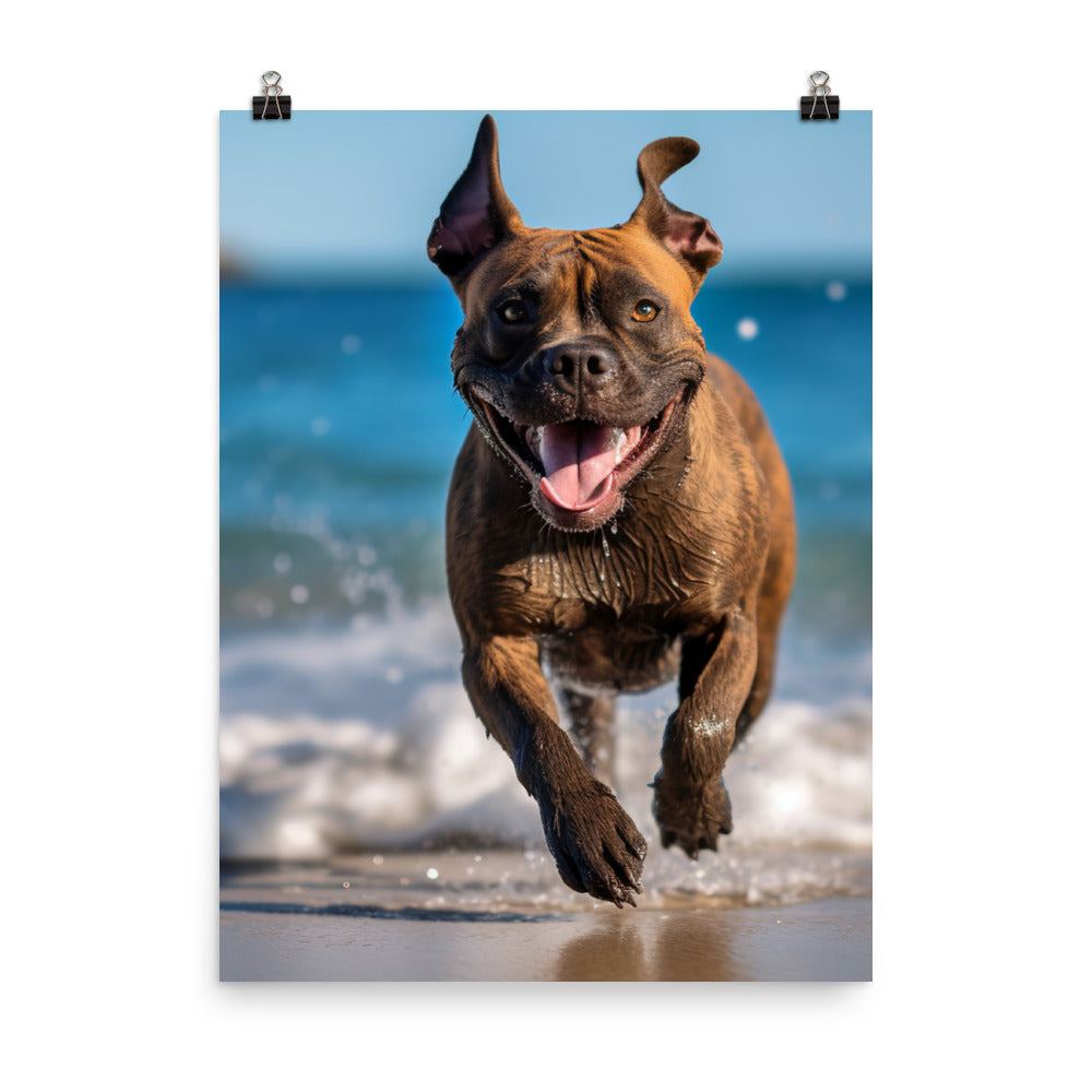 Playful American Staffordshire Terrier Photo paper poster - PosterfyAI.com