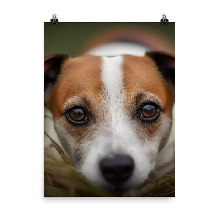 Jack Russell Terriers Inquisitive Stare Photo paper poster - PosterfyAI.com