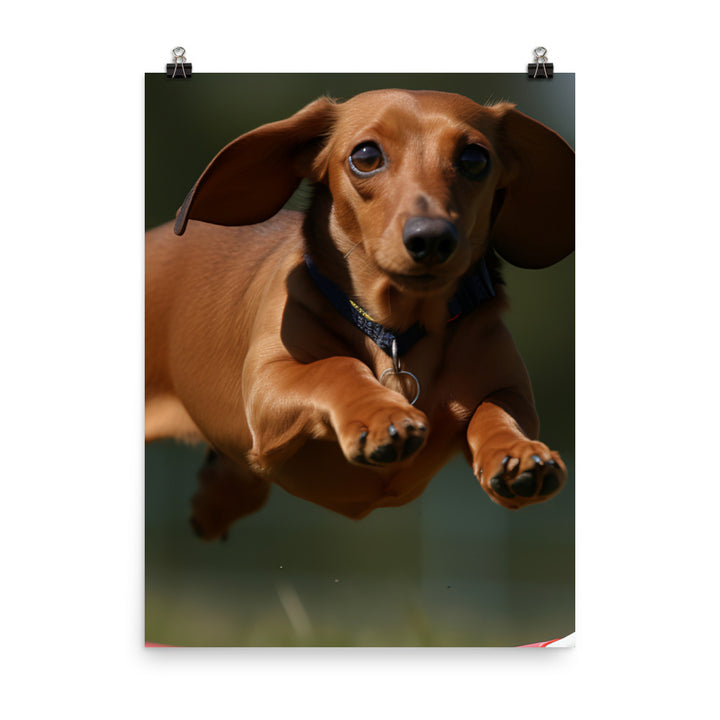 Dachshund Agility Training Photo paper poster - PosterfyAI.com