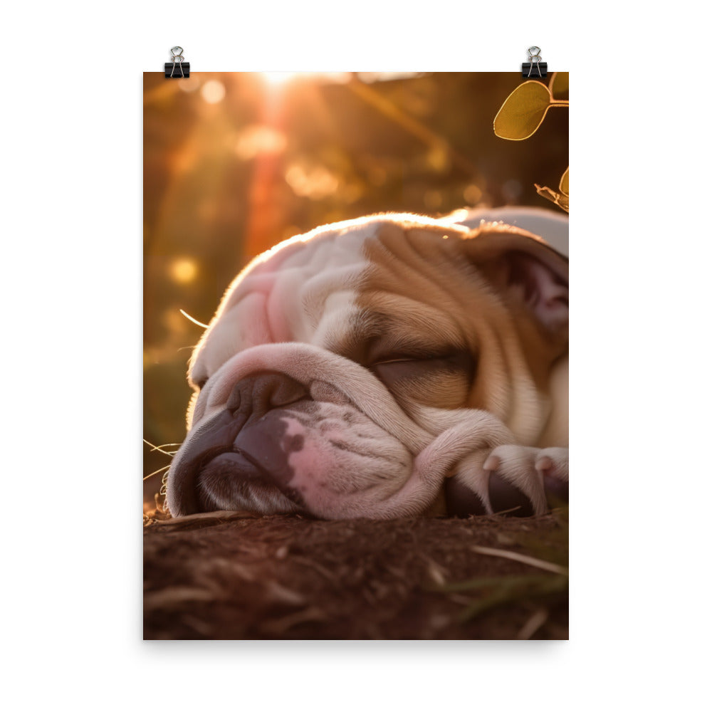 Cute Bulldog in the Sun Photo paper poster - PosterfyAI.com