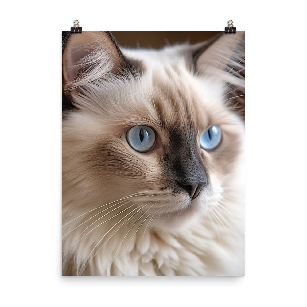 Gentle Nature of Ragdoll Cat Photo paper poster - PosterfyAI.com