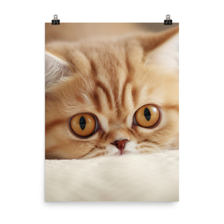 Exotic Shorthair Kitten Photo paper poster - PosterfyAI.com