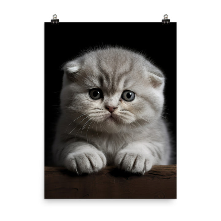 Scottish Fold Kitten Photo paper poster - PosterfyAI.com