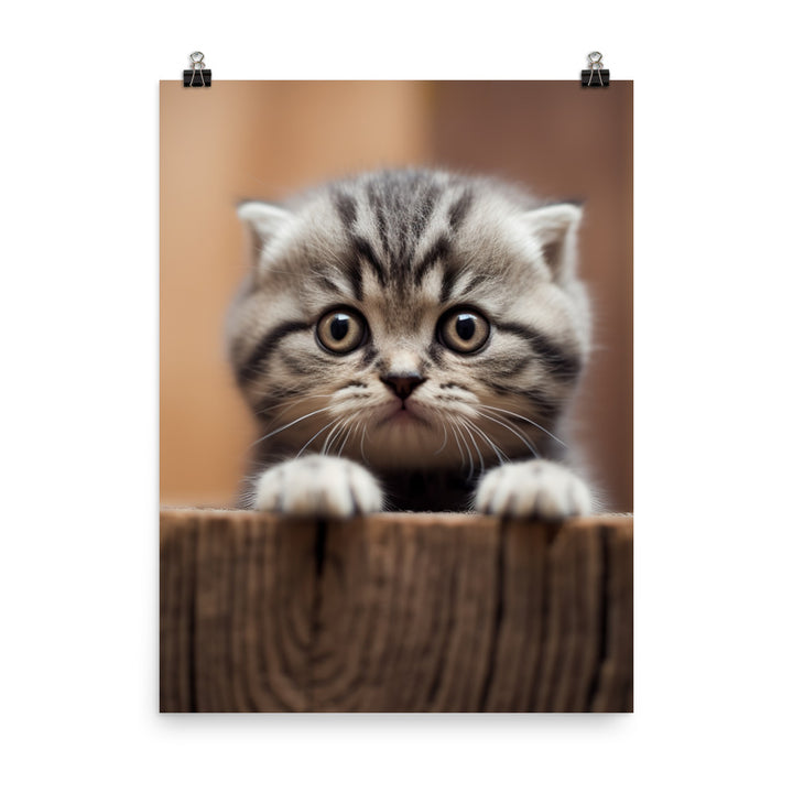 Scottish Fold Kitten Photo paper poster - PosterfyAI.com